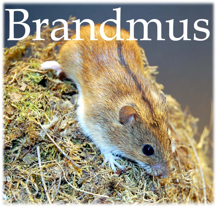 Brandmus, apodemus agrarius - foto Gebbe Bjrkman