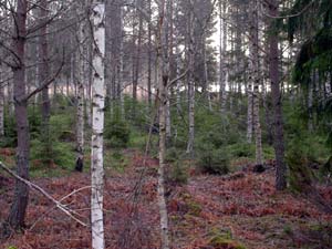 foto Gebbe Bjrkman  Skogen vid versjn