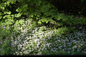 Blommande ramslk. foto av Gebbe Bjrkman