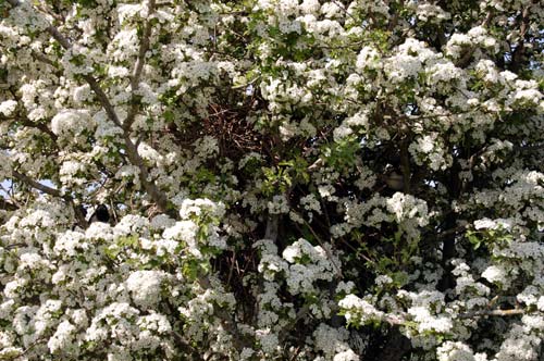 Skatbo med ungar i blommande hagtorn - foto av Gebbe Bjrkman