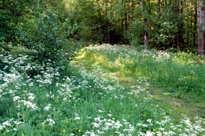 Sommarstig - foto Gebbe Bjrkman