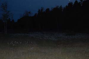 Sommarnatt vid Tkern - foto Gebbe Bjrkman