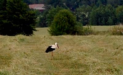 Stork vid Heda - foto Gebbe Bjrkman