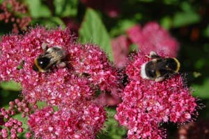 Humlor dansar efter pollen - foto Gebbe Bjrkman