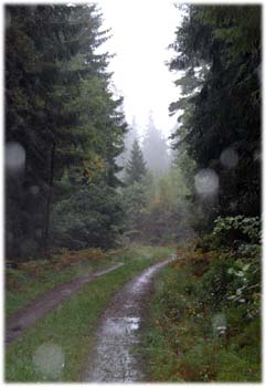 Skogen r mttad av regn - foto Gebbe Bjrkman