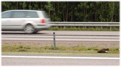 Trafikddad ormvrk - foto Gebbe Bjrkman