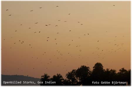 Kvllsbild frn Goa med Openbilled Storks - foto Gebbe Bjrkman