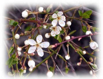 blommande prydnadsplommonr. foto Gebbe Bjrkman