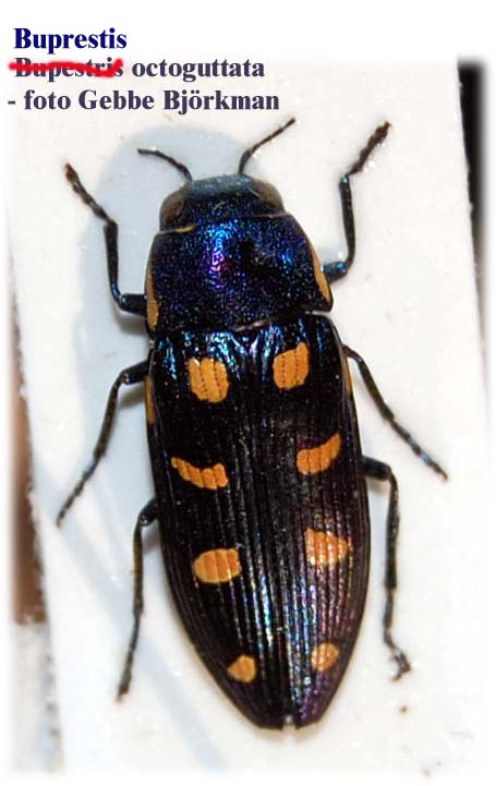 Buprestis octoguttata - foto Gebbe Bjrkman