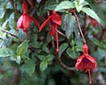 Fuchsia-bushes flourish everywhere on the coastline.
