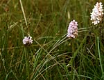 Small orchids on the moor-bog