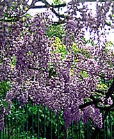 Blåregn (Blue Rain Flower)