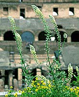 Reseda vid Colosseum ( Colosseum with Resedaflower)